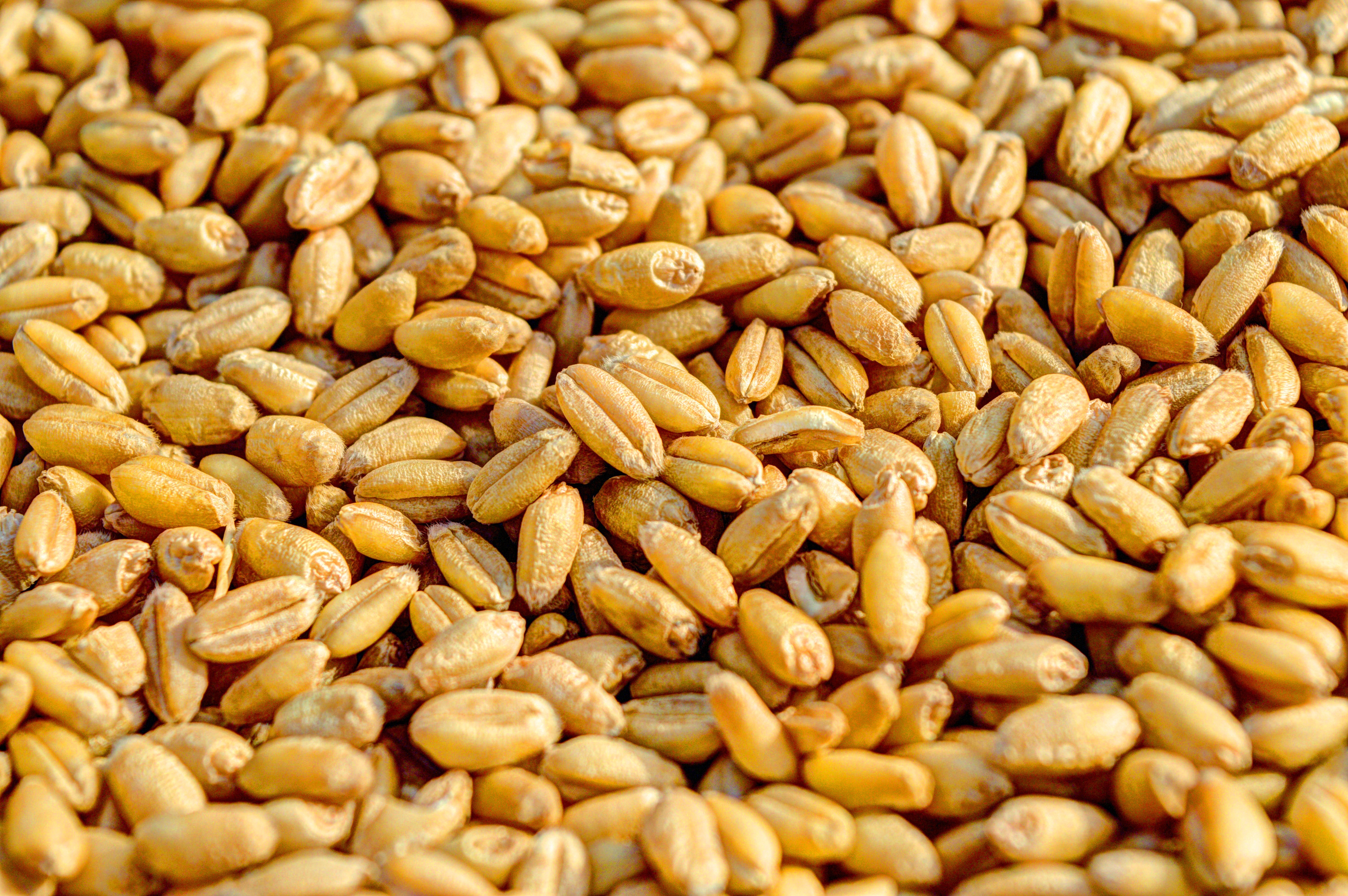 close-up-crop-grains-54084